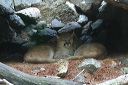 click thumbnail to load image