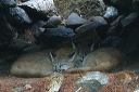 click thumbnail to load image