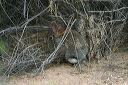 click thumbnail to load image
