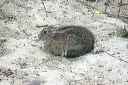 click thumbnail to load image