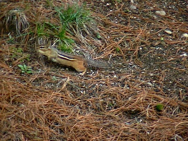 chipmunk155.jpg