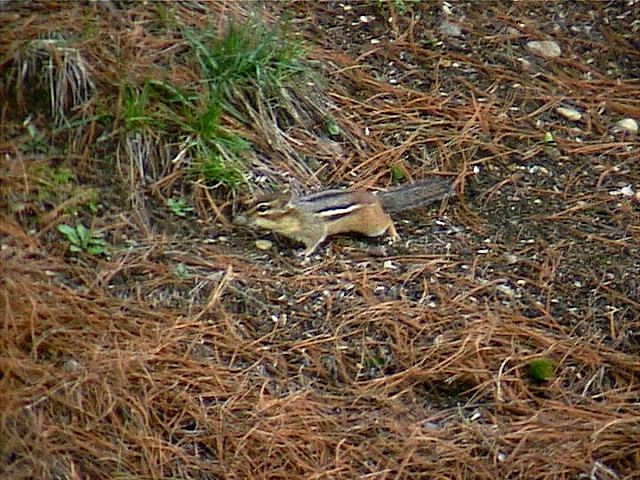 chipmunk156.jpg