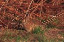click thumbnail to load image