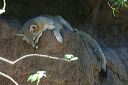 click thumbnail to load image