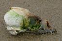 click thumbnail to load image