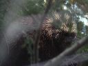click thumbnail to load image