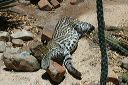 click thumbnail to load image