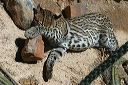 click thumbnail to load image