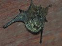 click thumbnail to load image