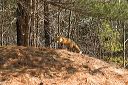 click thumbnail to load image