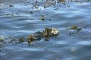 click thumbnail to load image