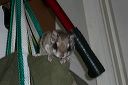 click thumbnail to load image