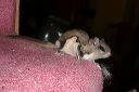 click thumbnail to load image
