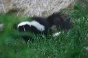 click thumbnail to load image