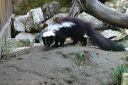 click thumbnail to load image