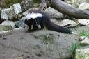 click thumbnail to load image