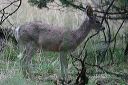 click thumbnail to load image