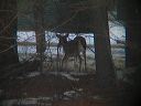 click thumbnail to load image