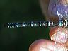 click thumbnail to load image