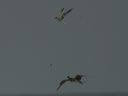 click thumbnail to load image