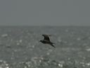 click thumbnail to load image