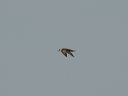 click thumbnail to load image