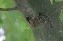 thumnail image of 2004-06-01-001.jpg
