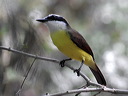 click thumbnail to load image
