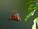 click thumbnail to load image