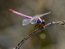 click thumbnail to load image