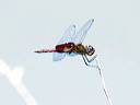 click thumbnail to load image