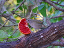 click thumbnail to load image