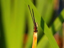 click thumbnail to load image