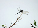 click thumbnail to load image