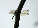 click thumbnail to load image