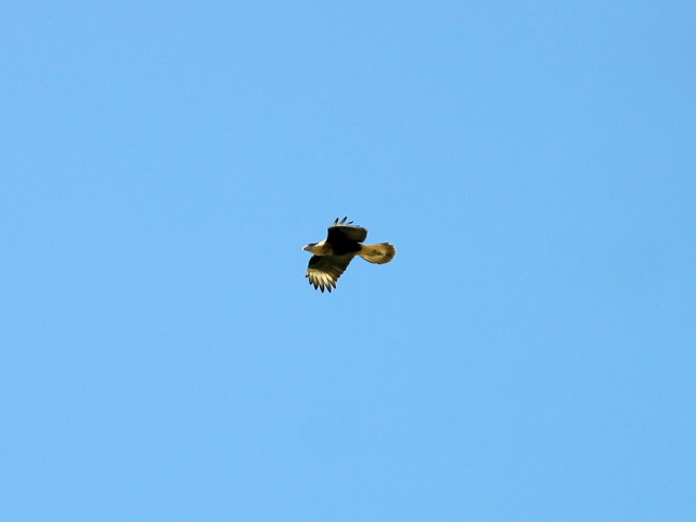 2004-11-03-108.jpg