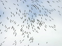 click thumbnail to load image