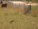 click thumbnail to load image