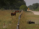 click thumbnail to load image