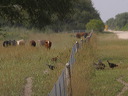 click thumbnail to load image