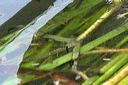 click thumbnail to load image