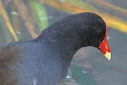 click thumbnail to load image