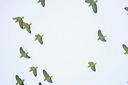 click thumbnail to load image