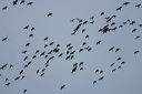 click thumbnail to load image