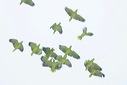 click thumbnail to load image