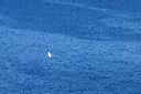 click thumbnail to load image