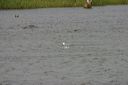 click thumbnail to load image