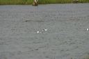 click thumbnail to load image