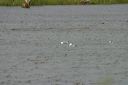 click thumbnail to load image