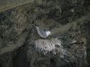 click thumbnail to load image